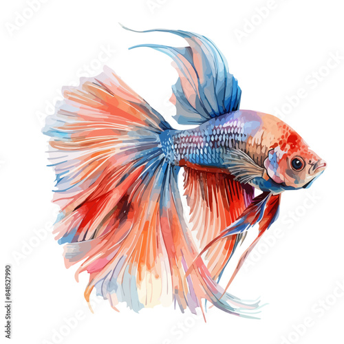 Watercolor painting vector of a fighting fish, isolated on a white background, fighting fish vector, clipart Illustration, Graphic logo, drawing design art, clipart image