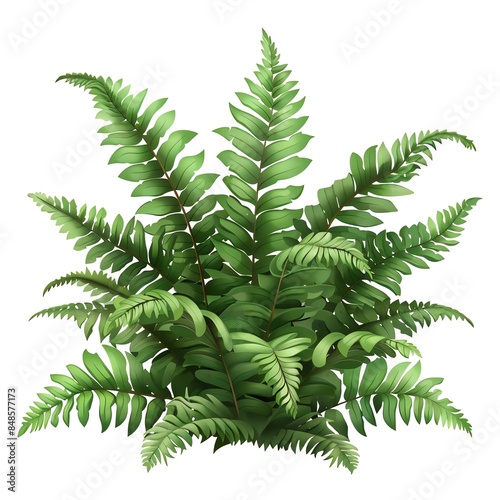 A Boston fern clipart, house plant element, vector illustration, green, isolated on white background