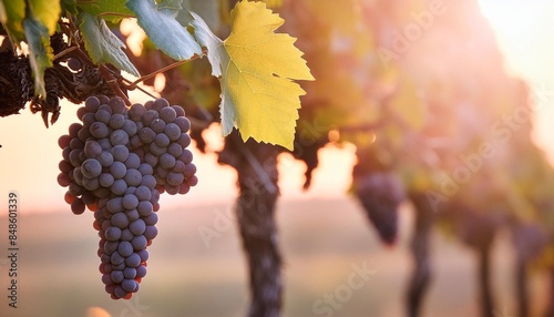 ripe grapes in sunshine