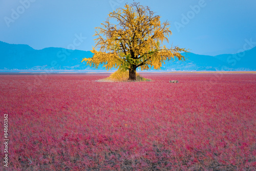 A ginkgo tree with yellow leaves in the middle of a red field.