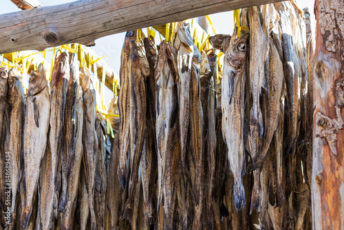 Pollack being dried in the winter wind. Gangwon-do Hwangtaedeokjang (Dried pollack, Theragra chalcogramma, Gadus chalcogrammus)