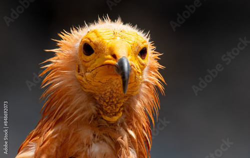 The Egyptian vulture (Neophron percnopterus), also called the white scavenger vulture or pharaoh's chicken. Photographed in Socotra, Yemen.