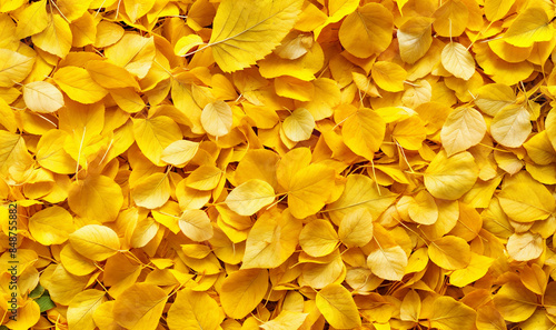 autumn ginko biloba yellow leaves background seen from above wallpaper 