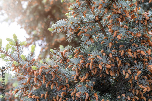 Blue spruce in blooming. Branches during the growing season, Picea Pungens, coniferous background.