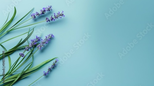 Carrot grass stalk with purple flowers in high angle view with empty space