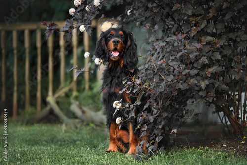 happy gordon setter dog sitting outdoors by a blooming bush
