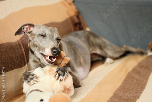 whippet dog relaxing on a sofa at home chewing on a duck plushie toy