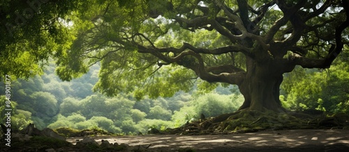 Image of a camphor tree in a forest highlighting its role in ecology with space for including text. Copy space image. Place for adding text and design