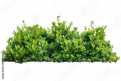 Beech hedge isolated on white background.