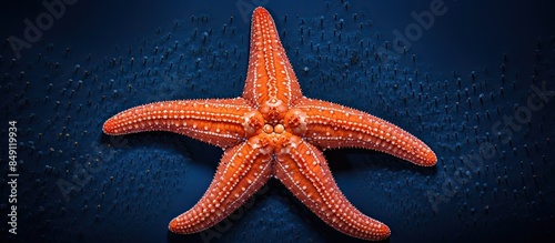 Starfish or sea stars are star shaped echinoderms belonging to the class Asteroidea Starfish are marine invertebrates They typically have a central disc and five arms. Creative banner. Copyspace image
