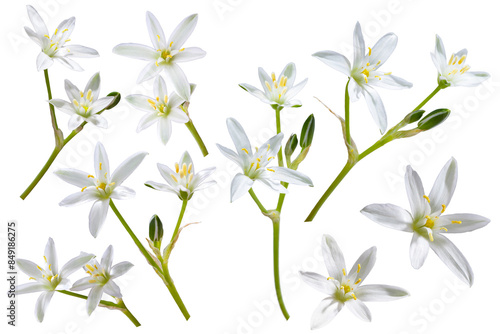 white flower with 6 petals in the shape of a lily, isolated on a white background