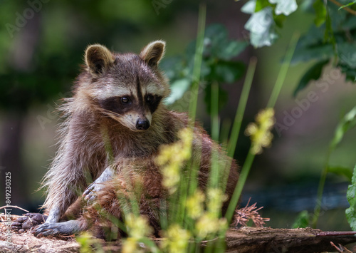 Waschbär im Blumenbeet