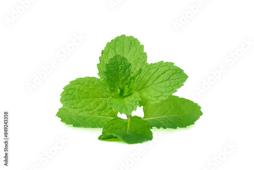 Fresh Raw Mint or Lemon balm, Mint leaves, isolated on white background with clipping path, closed up. 