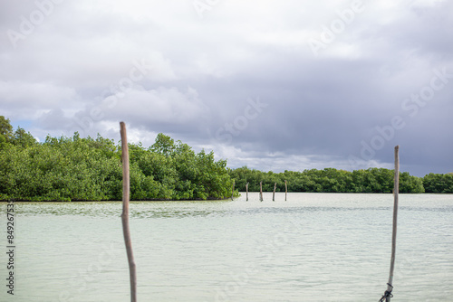 seagull sitting on a stick marking designation of the road for the navigable part of the bay of chuburna mangrove