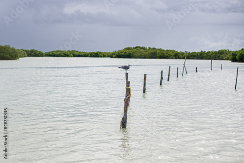 seagull sitting on a stick marking designation of the road for the navigable part of the bay of chuburna mangrove