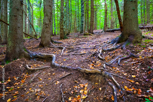 ground road through forest on mountain slope