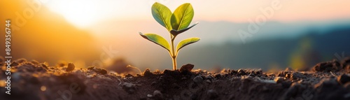 Young plant growing from soil with sunrise in background, symbolizing new beginnings and growth. Ideal for nature, environment, and sustainability themes.