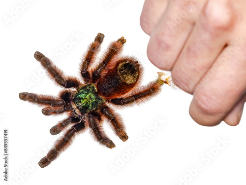 Colorful Caribena Versicolor aka Antilles pinktoe tarantula. Top view, isolated on white background. With human hand, handling the spider with a soft brush.