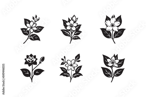 jasmine flower vector