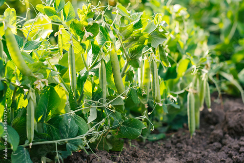 green peas in the garden. harvesting