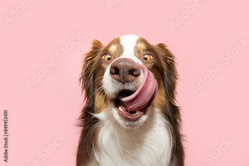 Funny and hungry Australian shepherd puppy dog eating and licking its lips with tongue. Isolated on pink pastel background on summer or spring season