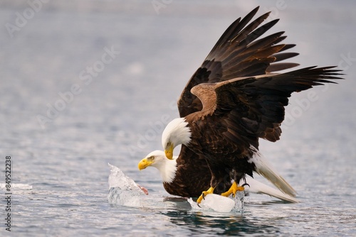 Bald eagles over ice in the water, wings spread, focused on the surface