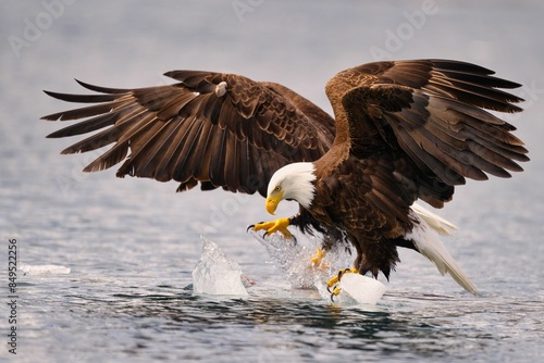 Bald eagles over ice in the water, wings spread, focused on the surface