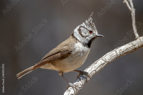 European crested tit (Lophophanes cristatus) perched on a branch