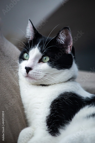 Gato branco e preto olhando para equerda