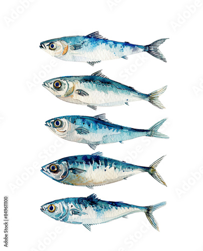 watercolor illustration of sardine fish on white background in marine style