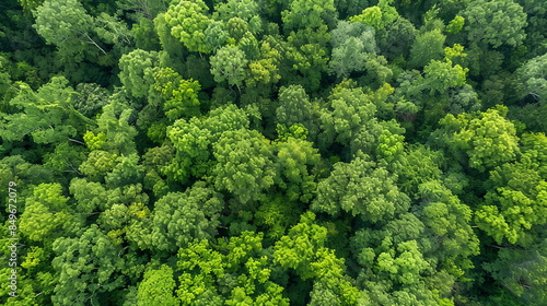 Lush Tree crowns, top view, aerial view. Dense green forest. Drone photo. Сonservation easement agreement protecting a privately owned forest from development and ensuring its perpetual conservation