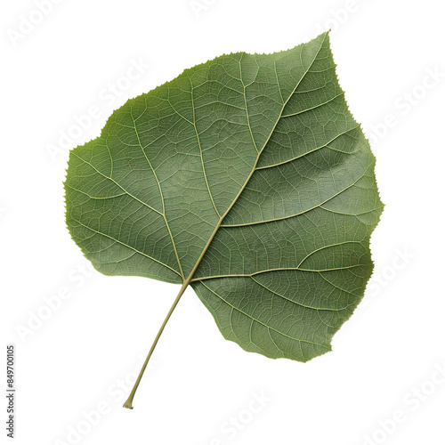 cottonwood tree leaf isolated on transparent background. generative ai