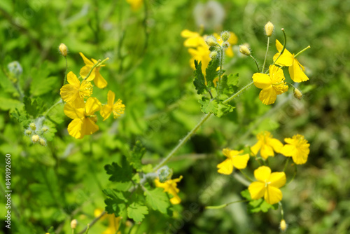 Chelidonium. Yellow celandine flowers.