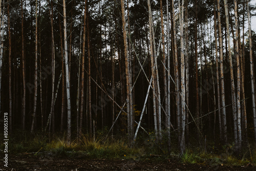 sinister moody picture of the edge of a forest with tall trees with the dark background in the back