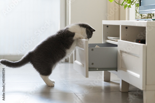 British shorthair cat opens cabinet drawer