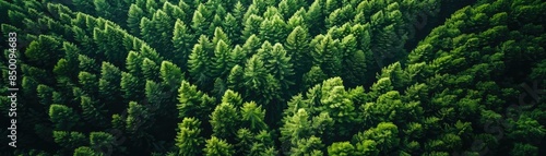 Aerial view of lush, green pine forest with dense foliage in a natural landscape, highlighting the beauty and serenity of nature.