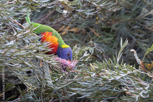 Rainbow lorikeet feeding on bottlebrush nectar