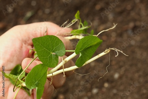 Gardener holding field bindweed, lat. Convolvulus arvensis in his hand. A stubborn weed crawling up the plants in the garden.