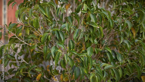 Lush foliage of a ficus macrophylla, commonly known as the moreton bay fig tree, in murcia, spain.