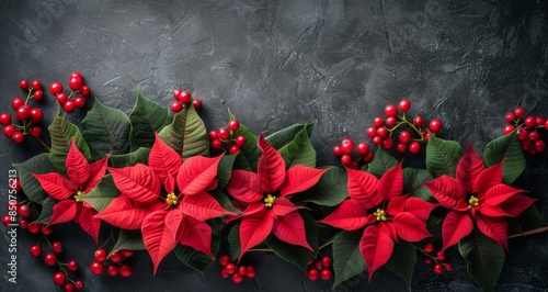 Red Poinsettia Flowers and Berries on a Dark Background