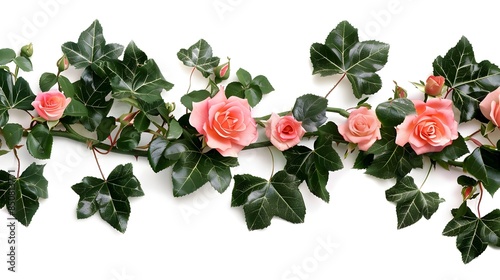 set of wild roses, with their delicate petals and strong fragrance, thriving in natural habitats, isolated on white background