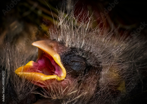 A House Finch nestling one to two weeks after hatching with mouth open. Eyes have not yet opened. He appears ready to be fed. Feather yet to fully develop.