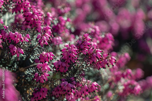 Close-up of vibrant pink erica plant in full bloom in a garden