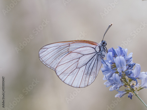 Seitliche Nahaufnahme eines Baumweißlings (Aporia crataegi) der vor neutralem Hintergrund an einer blauem Blüte sitzt.