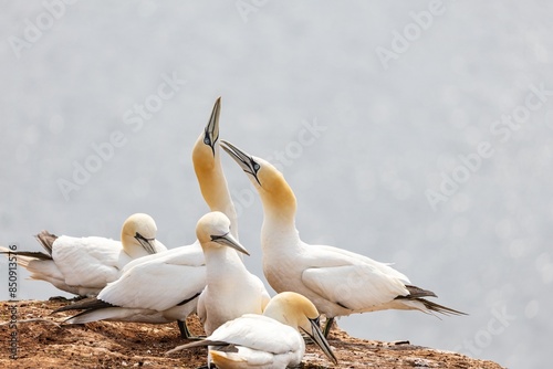 ganets on a cliff