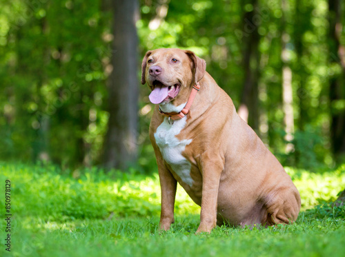 An overweight Labrador Retriever mixed breed dog