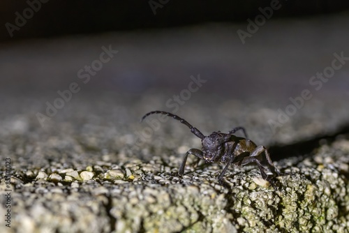 close upof a long-horn beetle at night