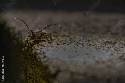 close upof a long-horn beetle at night