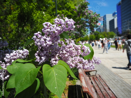 ライラックと大通公園