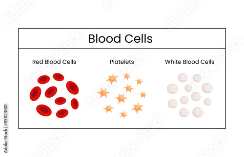 Blood cells platelets and white blood vector design